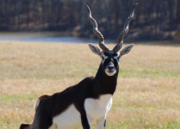 Exotic Game Huntsville Texas Trophy Exotics Hunts, Large Red Deer